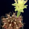 Gymnocalycium_mihanovichii_6